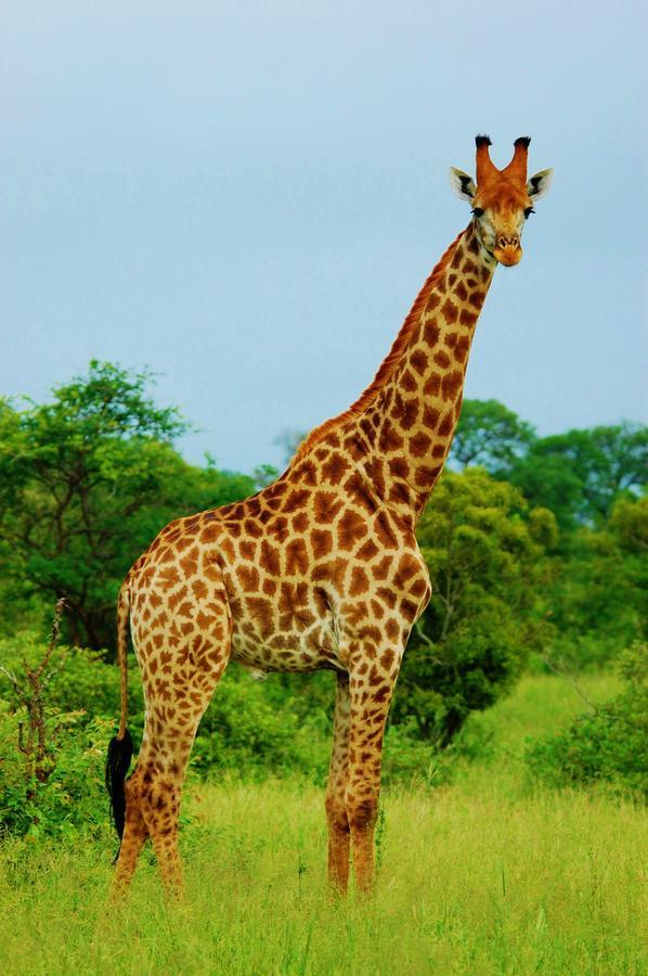 Legend Simba Safari - Legend Golf Safari Resort Golders Green Екстериор снимка